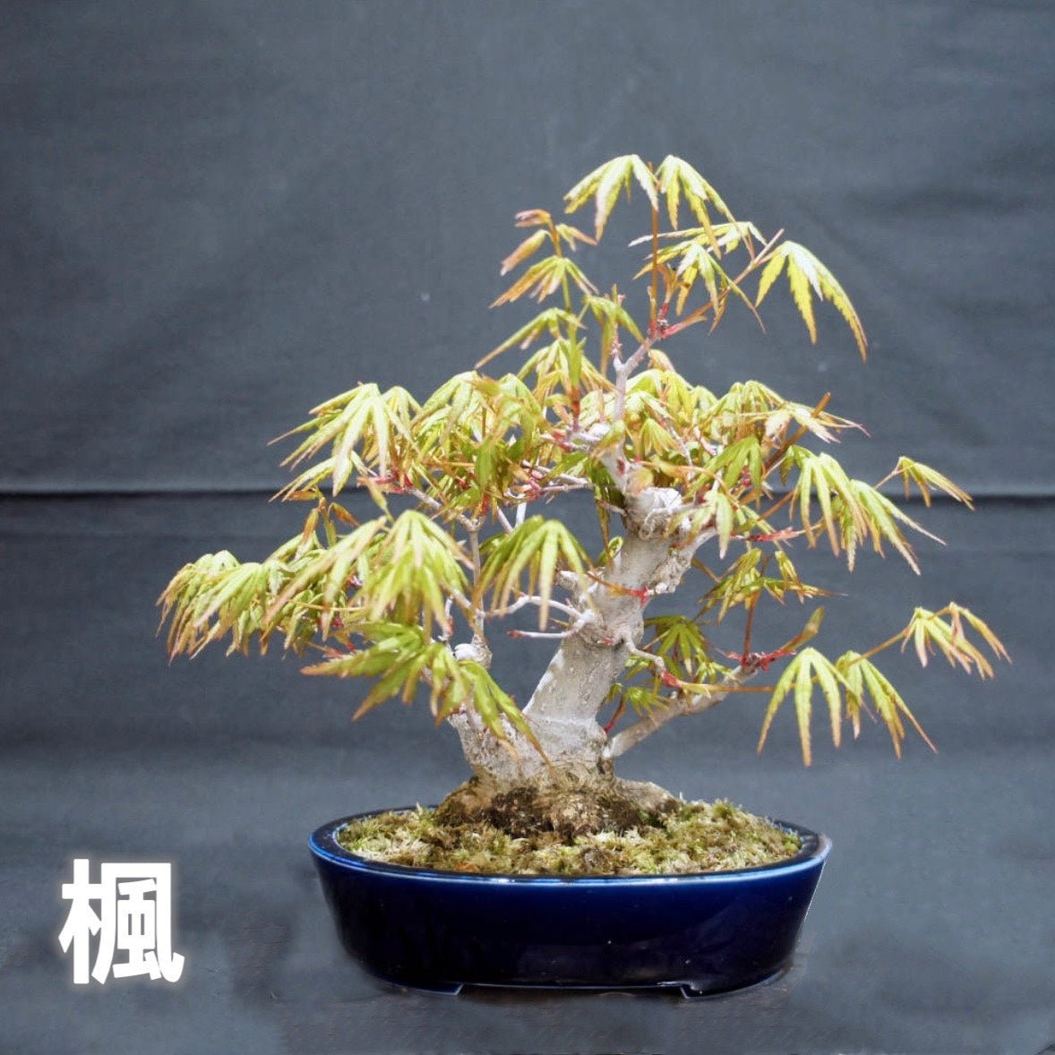 日本盆景-楓｜植物盆栽及園藝用品專門店｜森流GreenFlow – Page8 – 森