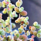 金桔糖球枝幹番杏（Drosanthemum globosum  )