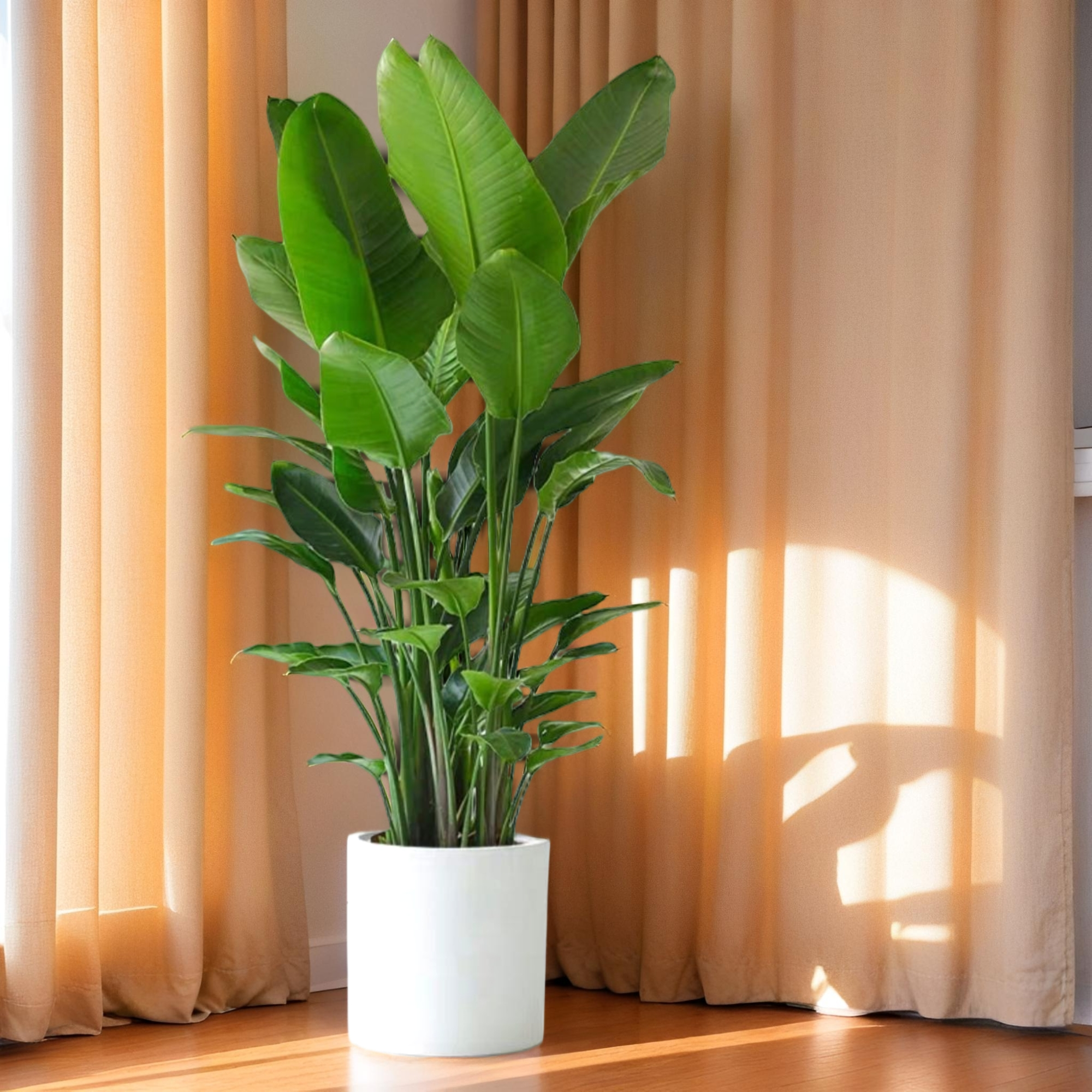 寄木盆　大小　人物鳳凰　M722 天堂鳥-室內大型盆栽（Strelitzia reginae） - 森流GreenFlow - 動植物