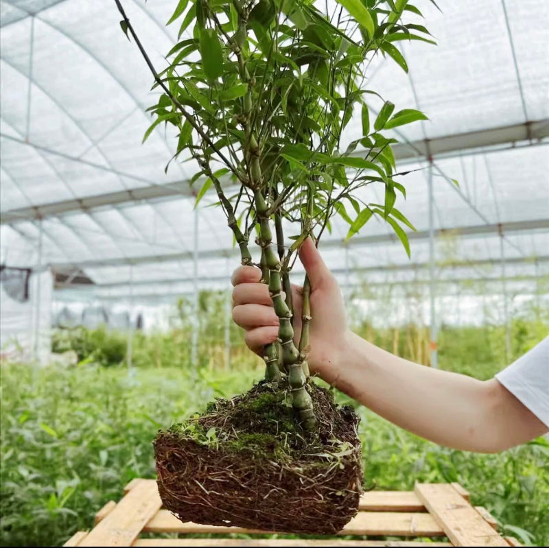 buddha belly bonsai tree Buddha Belly Bamboo (Bambusa ventricosa) - GreenFlow - Specialist in Plants and Animals for Landscaping – 森流 GreenFlow