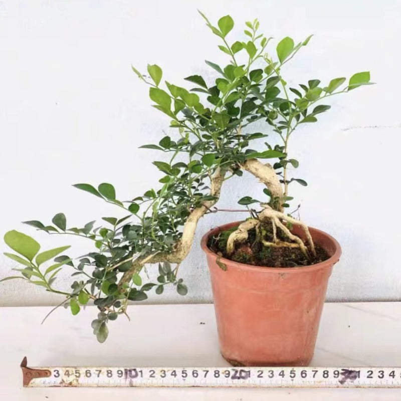 小葉九里香盆景 Murraya Microphylla Bonsai