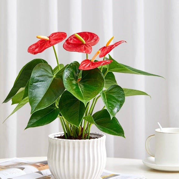 chinese anthurium plant Anthurium andraeanum - GreenFlow - Plant and Animal Landscaping Specialist Store – 森流 GreenFlow