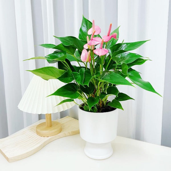 anthurium champion Pink Champion Anthurium (Anthurium andraeanum 'Pink Champion') - GreenFlow - Terrarium & Aquascape Specialist – 森流 GreenFlow