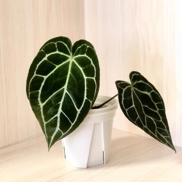 anthurium flower 中文 南美原種水晶花燭( Anthurium crystallinum ) - 森流GreenFlow