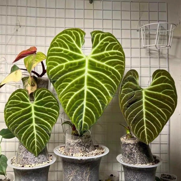 anthurium regale chonk Anthurium regale - GreenFlow - Specialist in Plants and Landscaping – 森流 GreenFlow