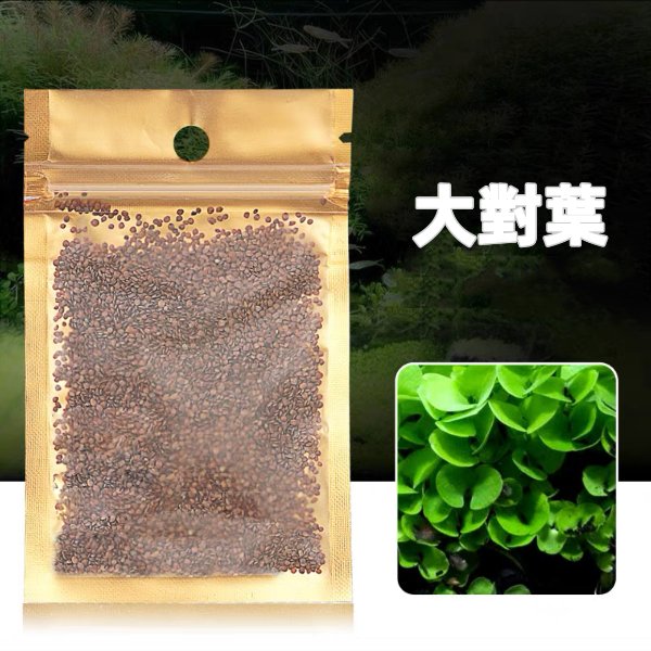 bacopa plant seeds Large-leaf Bacopa Seeds (Bacopa caroliniana seeds) - GreenFlow - Aquatic Plant and Animal Landscaping Specialist Shop – 森流 GreenFlow