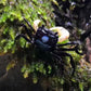 藍影忍者蟹（可全水養）Blueshadow Ninja Crab（ Lepidothelphusa sp ）