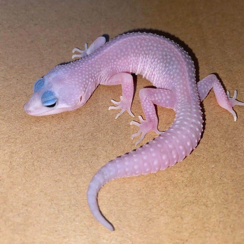 惡魔白酒豹紋守宮  Diablo Blanco Leopard Gecko（ Eublepharis macularius ）