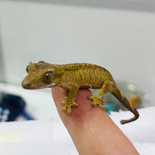 睫角守宮  Eyelash Gecko（ Rhacodactylus ciliatus ）