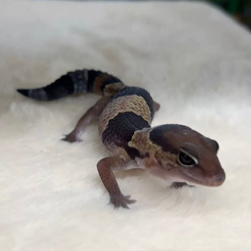 肥尾守宮  Fat-tailed gecko（ Hemitheconyx caudicinctus ）