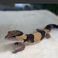 肥尾守宮  Fat-tailed gecko（ Hemitheconyx caudicinctus ）