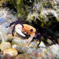 熊貓忍者蟹 （可全水養）Panda Ninja Crab ( Lepidothelphusa cognetti )