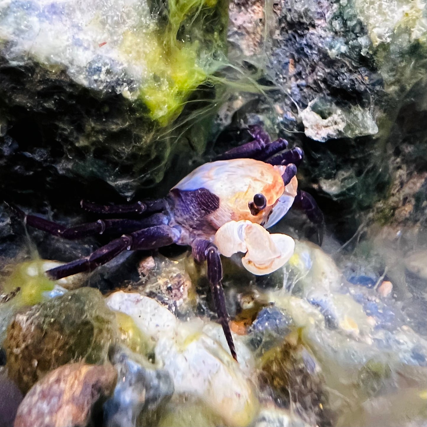 熊貓忍者蟹 （可全水養）Panda Ninja Crab ( Lepidothelphusa cognetti )