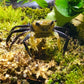 熊貓忍者蟹 Panda Ninja Crab ( Lepidothelphusa cognetti )