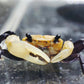 熊貓忍者蟹 Panda Ninja Crab ( Lepidothelphusa cognetti )