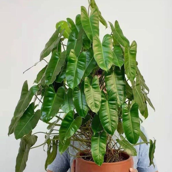 philodendron brasil 中文 伯樂蔓綠絨(Philodendron 'Burle Marx') - 森流GreenFlow
