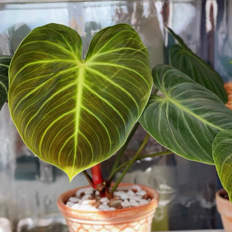philodendron 植物 朱古力蔓綠絨(Philodendron ' El Choco Red ') - 森流GreenFlow