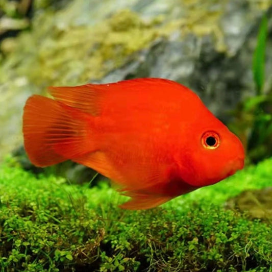 紅元寶鸚鵡魚Red Parrot（ Amphilophus labiatus x Paraneetroplus synspilus ）