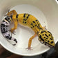 橘化豹紋守宮  Tangerine Leopard Gecko（ Eublepharis macularius ）