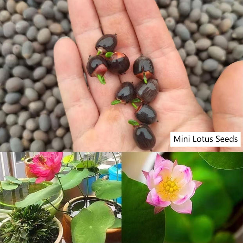 mini lotus flower seeds Mini Lotus Seeds - GreenFlow - Specialist Store for Plants and Aquascaping – 森流 GreenFlow