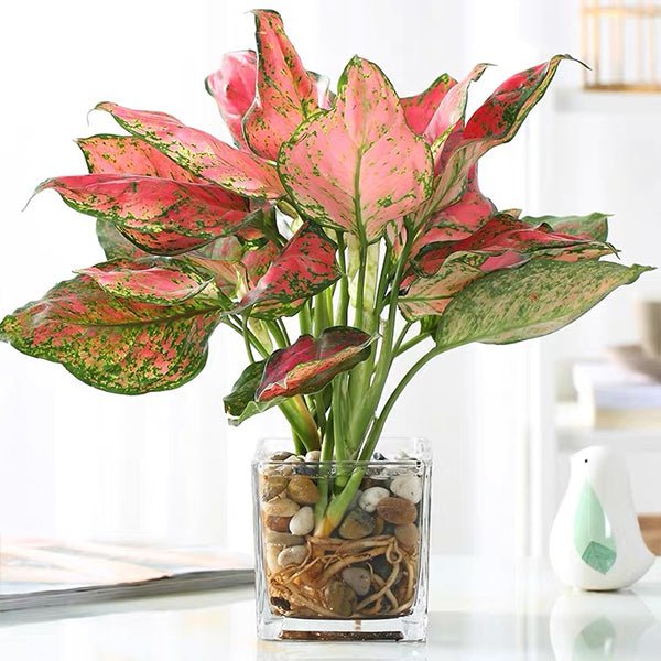 aglaonema 中文 情人粗肋草Aglaonema Lady Valentine (Aglaonema modestum) - 森流GreenFlow