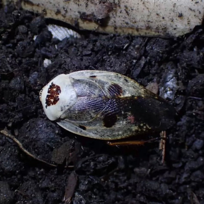 卡佛爾瓷蠊 / 白瓷蠊  Chrome Roaches （ Gyna cafforum ）-門市現貨