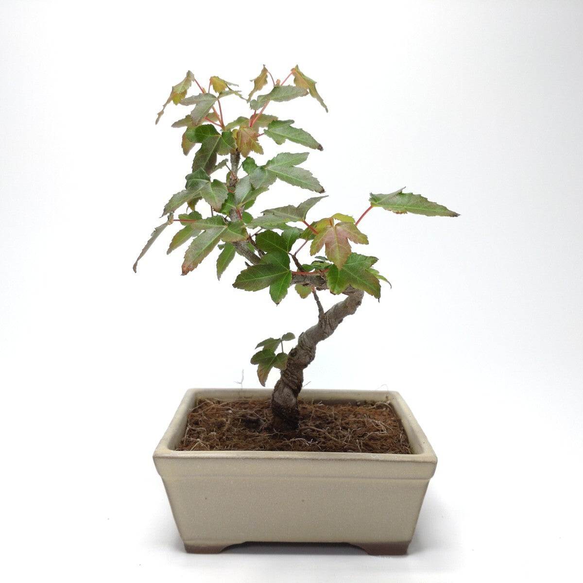 唐楓（トウカエデ）盆栽S003 x1183164568 - 森流GreenFlow - 動植物造