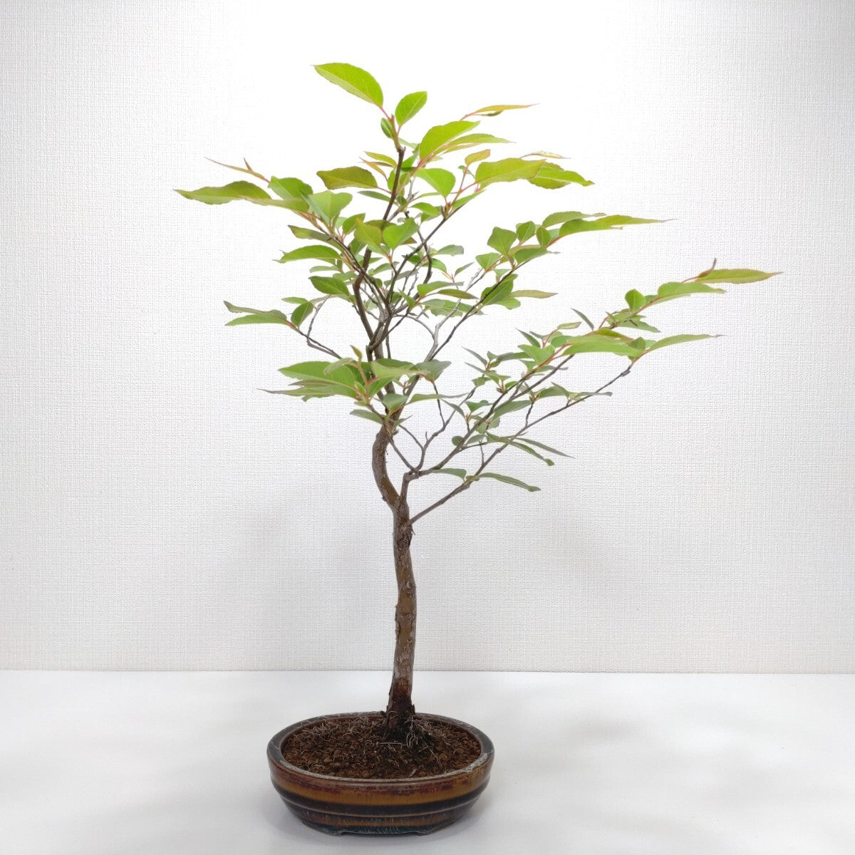 姫沙羅（ヒメシャラ）盆栽 S016