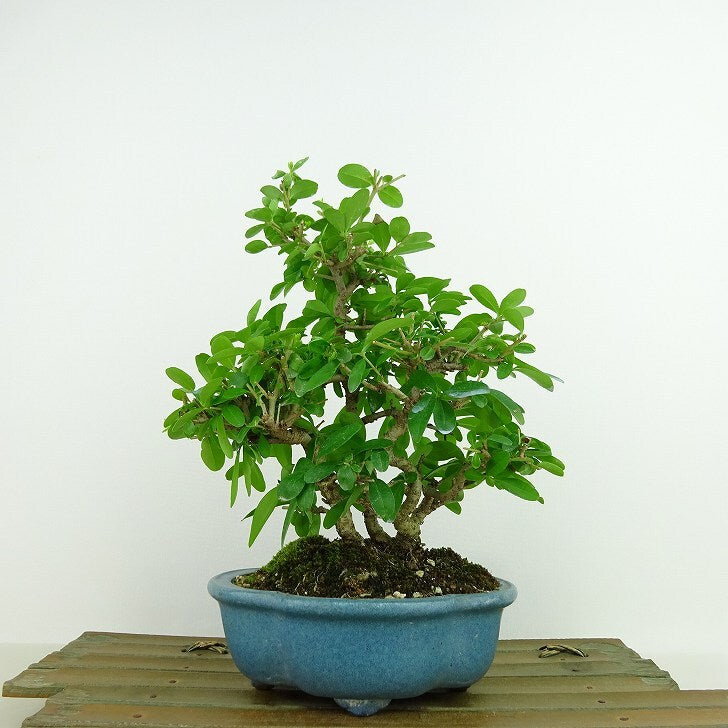 トショウ 盆栽 【樹齢:80年】　※引き取り希望【岐阜県山県市】 トショウ 盆栽 【樹齢:80年】※引き取り希望【岐阜県山県市】