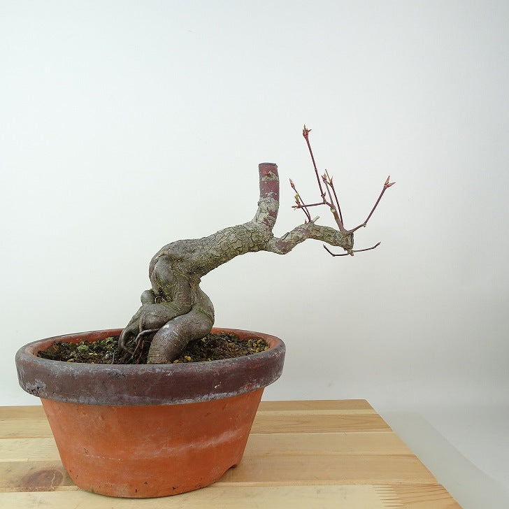 盆栽紅葉荒皮樹高約14cm もみじAcer palmatum モミジカエデ科落葉樹