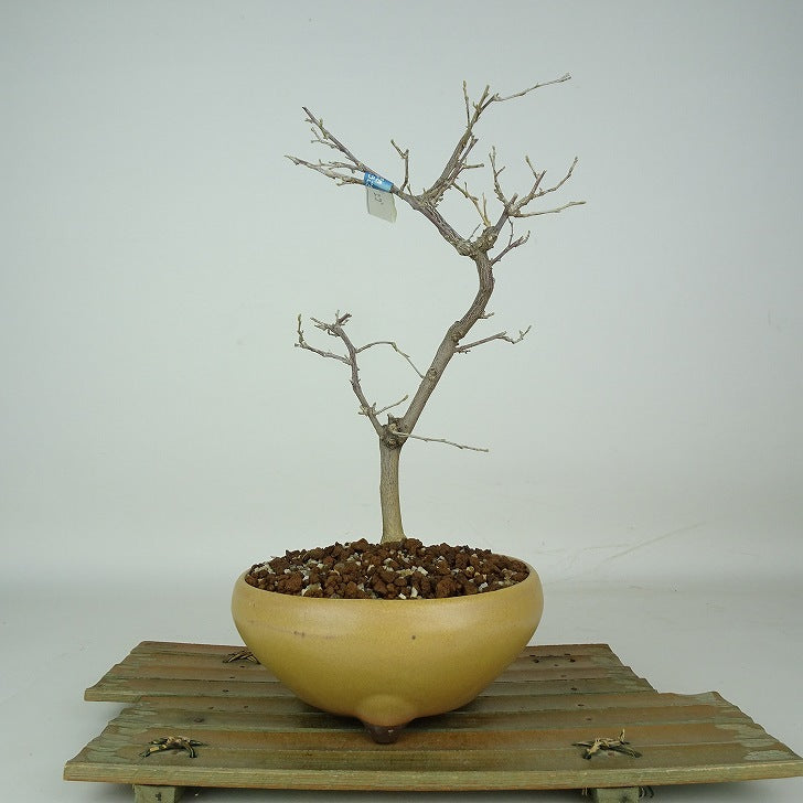 盆栽 エゴノキ 樹高 約26cm えごのき Styrax japonicus 実物 エゴノキ