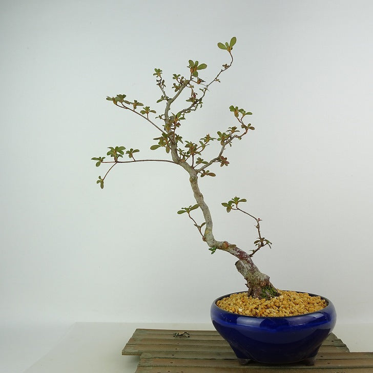 盆栽 皐月 深山満月 樹高 約37cm さつき Rhododendron indicum サツキ