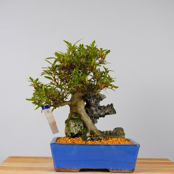 盆栽 皐月 樹高 約 26cm さつき Rhododendron indicum サツキ 石付