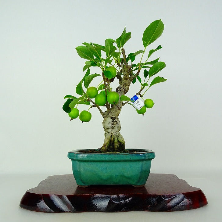盆栽 姫林檎 樹高 約23cm ひめりんご Malus prunifolia ヒメリンゴ