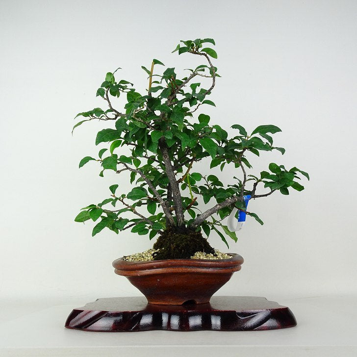 盆栽 老爺柿 樹高 約36cm ろうやがき Diospyros rhombifolia