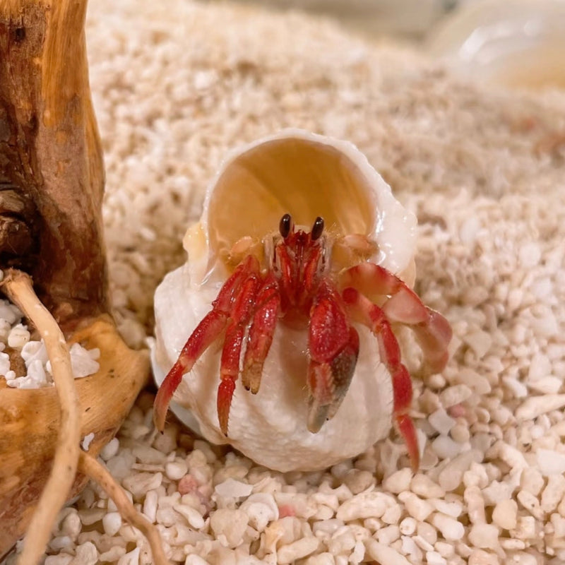 紅灰白寄居蟹Wrinkled Land Hermit Crab ( Coenobita rugosus var. Red