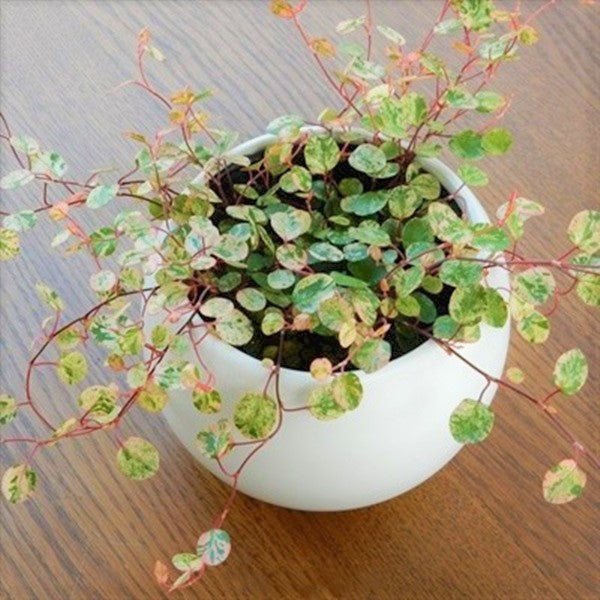 spotlight hanging plant Maidenhair Vine (Muehlenbeckia complexa 'Spotlight') - GreenFlow -  Specialist in Plants and Landscaping – 森流 GreenFlow