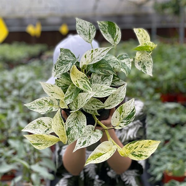marble queen pothos 中文 大理石紋黃金葛Pothos "Marble Queen" - 森流GreenFlow