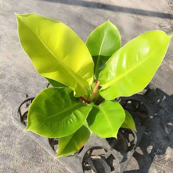 philodendron moonlight hybrid Variegated Moonlight Philodendron (Philodendron hybrid) - GreenFlow - Specialist Store for Plant and Animal Landscaping – 森流 GreenFlow