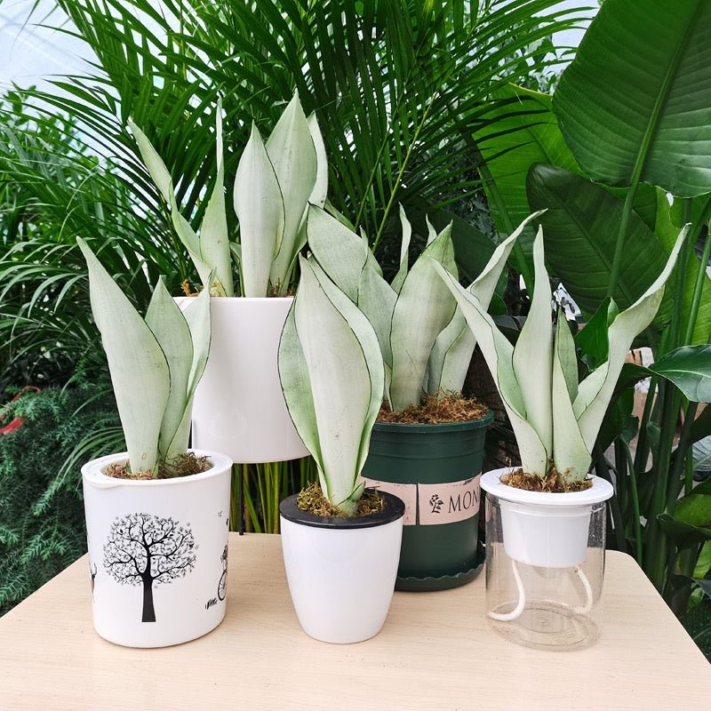 snake plant 中文名 月光虎尾蘭/ 虎皮蘭Sansevieria trifasciata ' Moonshine ' - 森流GreenFlow