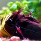 蘇拉威西白襪蘇蝦 Cardinal Shrimp  ( Caridina Dennerli )  ×5隻