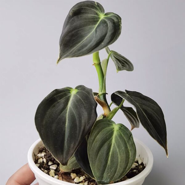 philodendron melanochrysum中文 黑金蔓綠絨Black Gold Philodendron ( Philodendron Melanochrysum ) - 森流GreenFlow