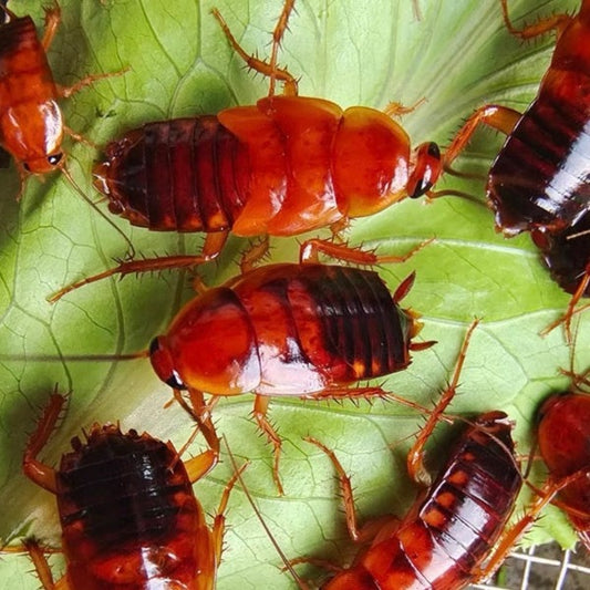 櫻桃蟑螂-活糧/活餌 Cherry Cockroach