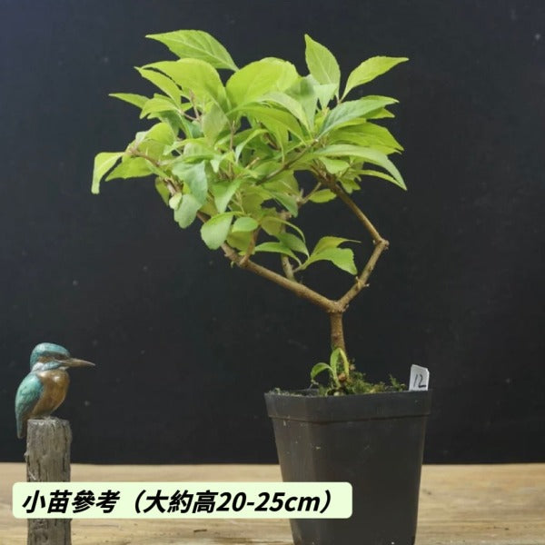 日本小葉紫珠 ( Callicarpa japonica )