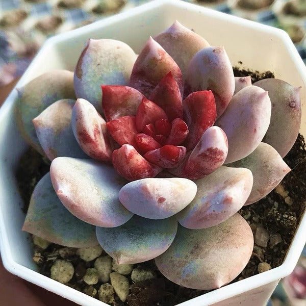 snow angel succulent Echeveria 'Snow Angel' - GreenFlow - Plants & Animals Landscape Design – 森流 GreenFlow