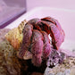 Spiny-footed hermit crab (Coenobita spinosus)