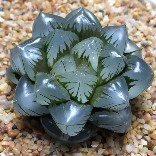 haworthia obtusa 'crystal' light blue transparent succulent Crystal Haworthia obtusa - GreenFlow - Plants and Animal Landscape Design Specialist – 森流 GreenFlow