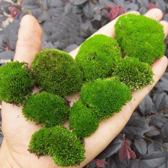 moss pole 中文 葫蘆蘚Herb of Cord Moss ( Funaria hygrometrica ) - 森流GreenFlow