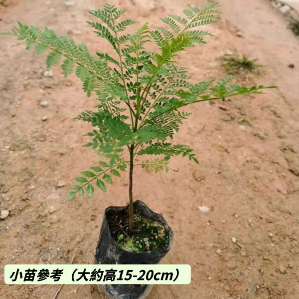藍花楹 ( Jacaranda mimosifolia )