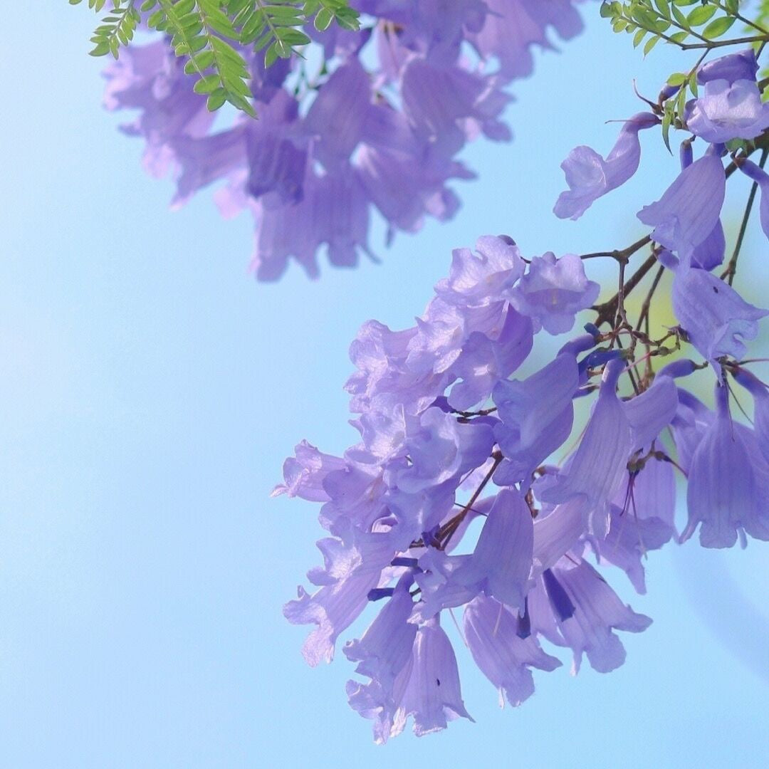 藍花楹 ( Jacaranda mimosifolia )